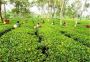Beautiful Tea Gardens For Sale In Jalpaiguri at low cost