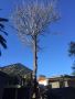 Tree Trimming Sydney