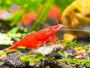 High-Quality Neocaridina Shrimp for Sale – Safe, Healthy, an