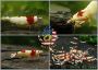 Trusted U.S. Supplier for Healthy Caridina Shrimp for Sale