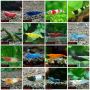 Easy-Care Freshwater Pets: NeoCaridina Shrimp for Sale Easy-Care Freshwater Pets: NeoCaridina Shrimp for Sale