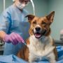 The Importance of Regular Dog Teeth Cleaning in Los Angeles