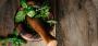 Treatment of Herpes Simplex Virus in Karnataka