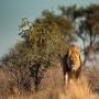 Find the Top Tours Safari Africa for Your Ultimate Wildlife 