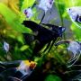 Freshwater Blue Angelfish