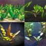 Aquarium Plants For Sale