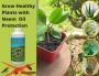 Neem Oil Suppliers, Manufacturers & Exporter - Indogulf Neem Oil Suppliers, Manufacturers & Exporter - Indogulf
