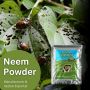 Neem Oil for Plants: Essential Protection - Buy Now Neem Oil for Plants: Essential Protection - Buy Now