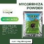 Buy Mycorrhiza Fungi Powder – Strong Roots, Higher Yields – 