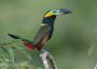 Book your bird watching tour to Colombia with us 