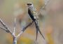 Enjoy bird watching in Chile with birds of Peru