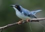 Visit Peru to witness beautiful birds