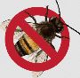 Termite Inspection