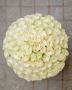 Express Unconditional Love to Your Loved One with 50 Roses