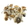 Benefits of Microdosing Magic Mushrooms