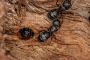 Protecting Your Property from Black Carpenter Ant Damage