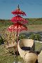 Buy Blossoms Ceremonial Umbrella Online at Blossomsboutique