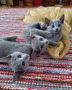 Hypoallergenic Russian Blue Kittens