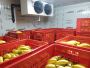 Unlock Profitable Business with Ripened Fruits!
