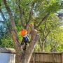Boling Tree and Shrub Pruning Service in Texas | Expert Tree