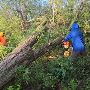 Professional Risk Assessment Tree Service in Houston | Bolin