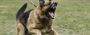 Dog bite compensation
