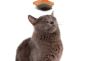 Cat Grooming Dubai.