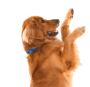 Pet Care Near Me