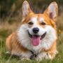 Full-Service Animal Hospital Delray Beach