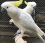 Ashen fallow Cockatiel Available For Sale Ashen fallow Cockatiel Available For Sale