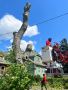 Tree Trimming New Jersey Tree Trimming New Jersey