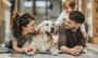 Durable Pet-Proof Screen Doors in San Diego