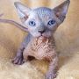 Sphynx Kittens, Bambino kittens, Elf kittens