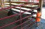 Visit Exciting Petting Zoo Pigeon Forge for Memorable Family