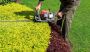 Brighton Top Choice For Tree Care Solution Brighton Top Choice For Tree Care Solution