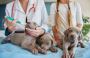 Veterinary Internal Medicine Specialist Veterinary Internal Medicine Specialist