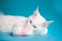 Hire Professional Cat Groomers in Brooklyn NY USA
