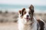 Book Now Dog Bathing And Grooming Services