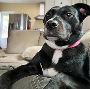 Dog Watcher