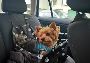 Pet Care for Dogs