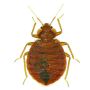 Bed Bugs Exterminator Services in Buffalo, NY