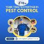 Effective Pest Control Gold Coast – Protect Your Home Effective Pest Control Gold Coast – Protect Your Home