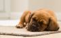 Best Waterproof Large Dog Bed | Bully Beds