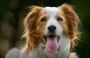 Crucial Ways To Make Your Dog Happy And Healthy