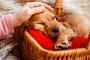 Guide To Buying Dog Bed For Every Pet Parent