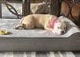 Tips To Take Care of Dogs In Winter