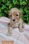 Discover the Ultimate Companion with Bundabella Puppies Discover the Ultimate Companion with Bundabella Puppies
