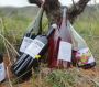 Enjoy Authentic Rioja Wines Directly from Spain