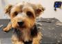 Dog Grooming Experts Dallas