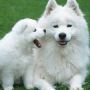 Pet Grooming Service North Dallas